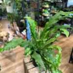 Crocodile Fern Microsorum Musifolium Crocodyllus 17cm pot XL