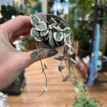 Variegated String of Hearts Ceropegia Woodii 6cm pot Hanging & Trailing 6cm plant 3