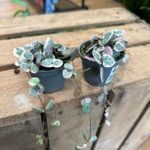 Variegated String of Hearts Ceropegia Woodii 6cm pot