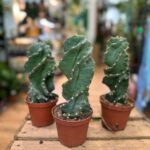 Cereus Forbesii Spiral Cactus 10cm pot