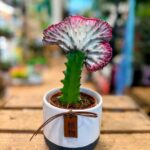 Euphorbia Cristata Mermaid Cactus 10cm Ceramic Pot