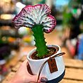 IMG_2625-EDIT