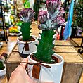 IMG_2627-EDIT