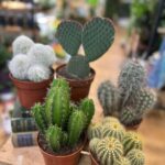 Easy to Care Cactus 12cm pot