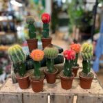 Rainbow Moon Cactus Gyncocaleum Mihanovichii 5.5cm pot