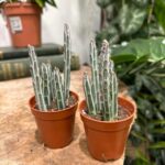 Variegated Senecio Stapeliaeformis 5.5cm pot