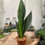 Sansevieria Black Diamond Plant 9cm pot