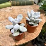 Pachyphytum Oviferum Moonstone Blue Succulent 5cm pot