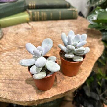 Pachyphytum Oviferum Moonstone Blue Succulent 5cm pot Houseplants 5cm plant 3