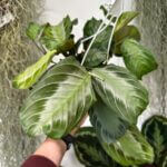 Maranta Silver Band Prayer Plant 15cm pot