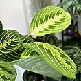 IMG_3559