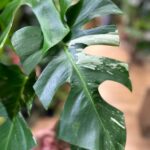 Variegated Monstera Albo Cutting Imperfect