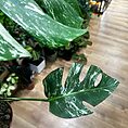 IMG_3600