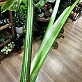 IMG_3601