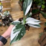 Philodendron White Princess Variegated 9cm pot