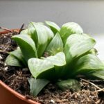 Haworthia Retusa Variegated Glass Succulent 8cm pot