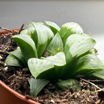 Haworthia Retusa Variegated Glass Succulent 8cm pot Houseplants easy care