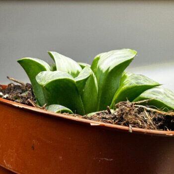 Haworthia Retusa Variegated Glass Succulent 8cm pot Houseplants easy care 3