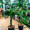 IMG_4008-EDIT