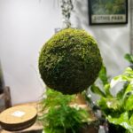 Preserved Green Moss Ball