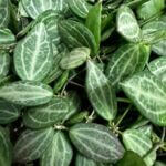 Dischidia Ovata Watermelon Plant 10.5cm pot