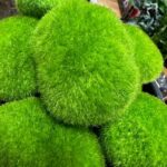 Artificial Green Moss Rocks Medium Pebbles Craft and Art