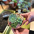 IMG_7956