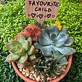 DIY Succulent Garden Kit