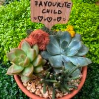 DIY Succulent Garden Kit