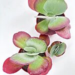 Kalanchoe Thyrsiflora Red Lips Succulent