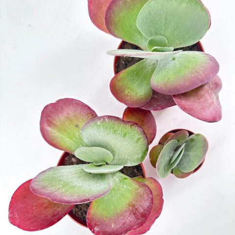 Vibrant succulent plants in terracotta pots create a beautiful, harmonious arrangement on a white background.