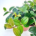 Lush green indoor potted plant with textured leaves on white background.