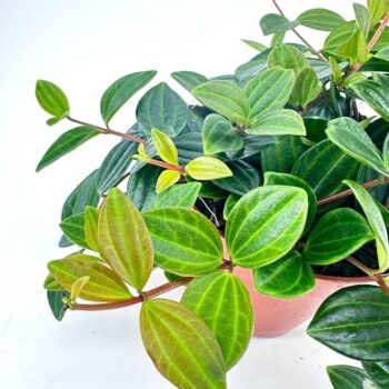 Lush green indoor potted plant with textured leaves on white background.