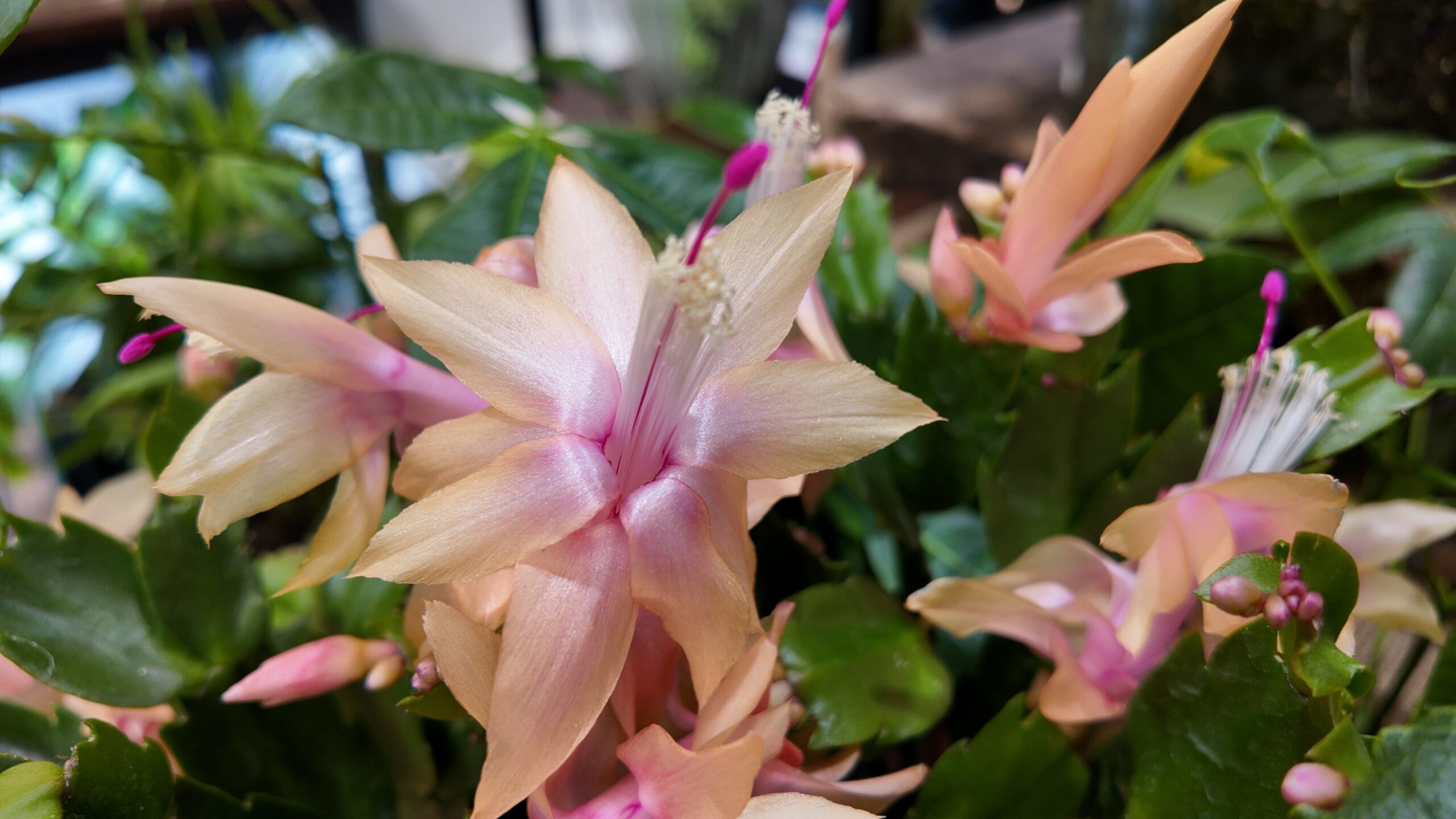 How to grow the Christmas cactus and encourage it to bloom