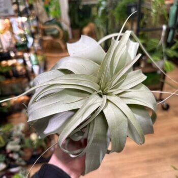 Air Plant Tillandsia Xerographica XL Hanging & Trailing airplant