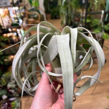 Air Plant Tillandsia Xerographica XL Hanging & Trailing airplant 2