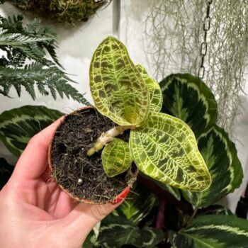 Macodes Petola Jewel Orchid 6cm pot Houseplants 6cm plant 2