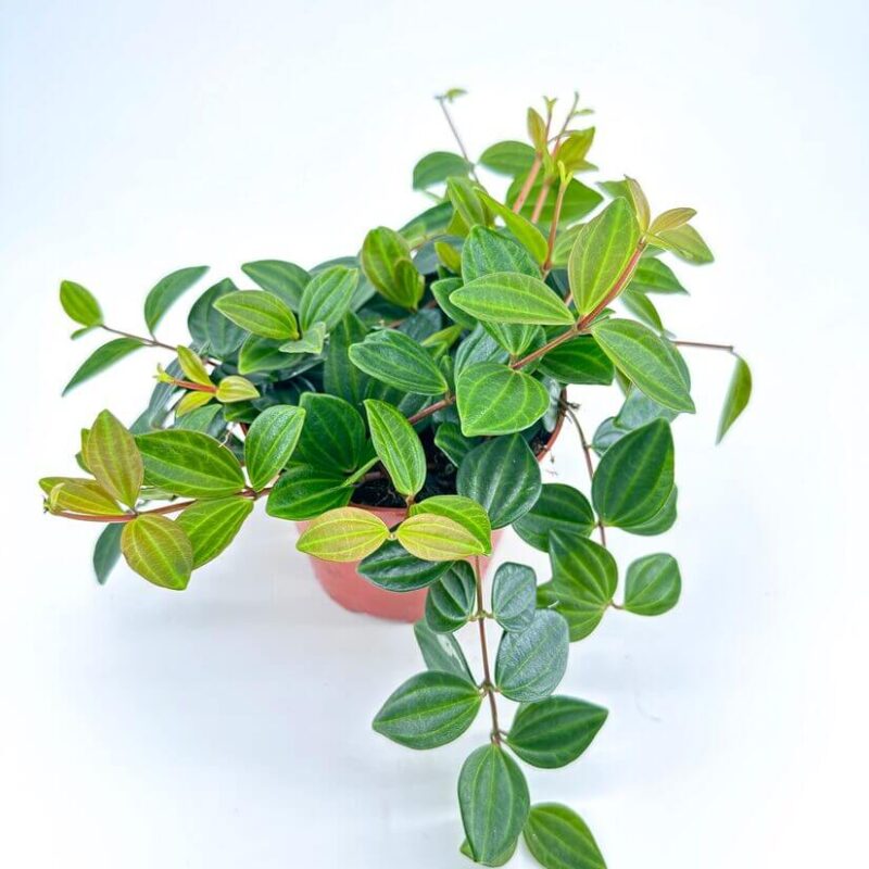 Peperomia Angulata X-Ray Plant Lush green indoor potted plant with textured leaves on white background.