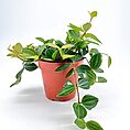 Lush green indoor potted plant with textured leaves on white background.