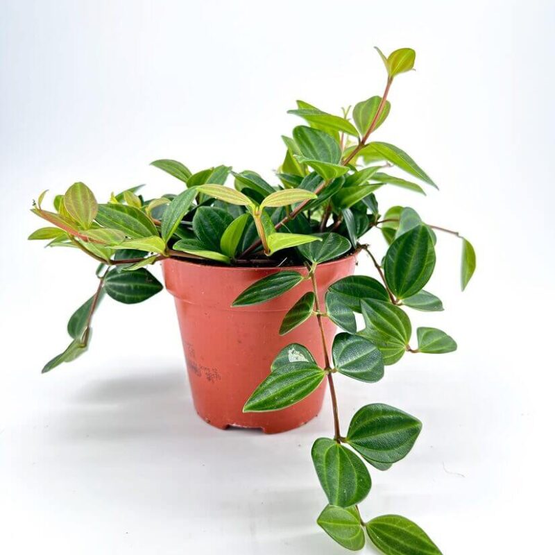 Peperomia Angulata X-Ray Plant Lush green indoor potted plant with textured leaves on white background.