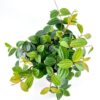 Lush green indoor potted plant with textured leaves on white background.