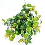 Peperomia Angulata X-Ray Plant