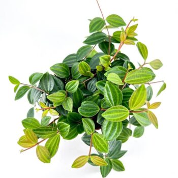 Lush green indoor potted plant with textured leaves on white background.