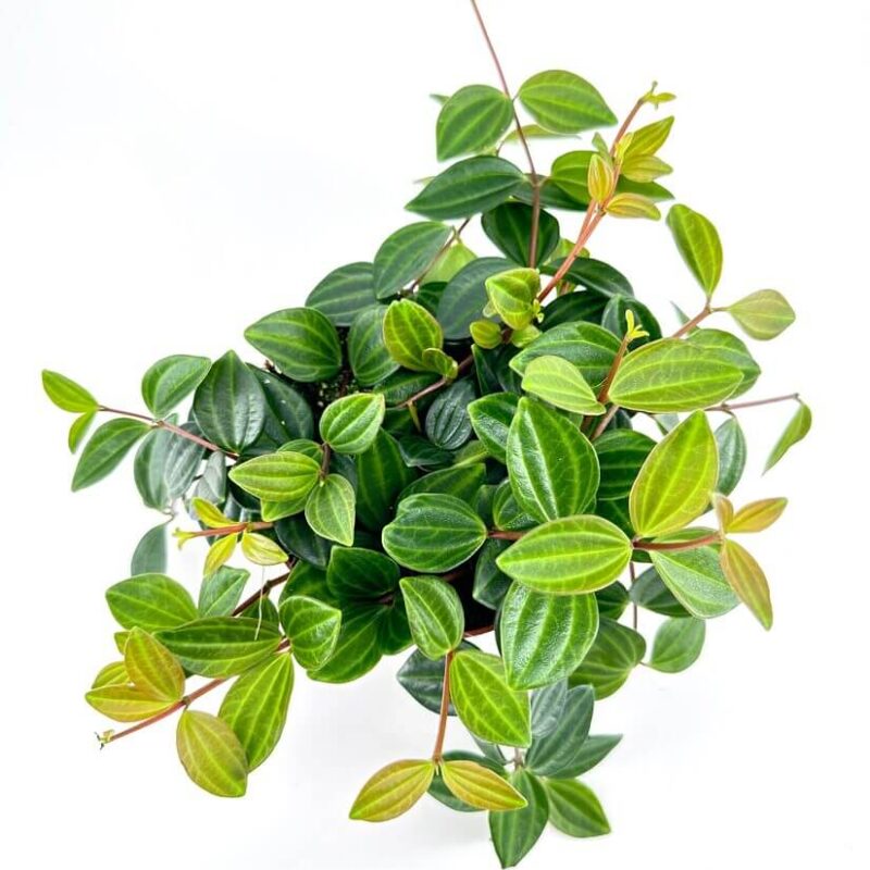 Lush green indoor potted plant with textured leaves on white background.