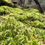 Sphagnum for Lisa 15kg