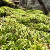 sphagnum moss