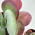 Vibrant succulent plants with green and pink hues in elegant pots against a softly blurred background.