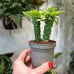 Euphorbia Monadenium Guentheri Sausage Snake 9cm pot