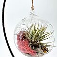 Hanging glass terrarium with air plant, red moss, and river stones for natural decor.