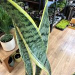 Sansevieria Trifasciata Laurentii Variegata Snake Plant 21cm pot